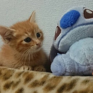 まんまるおめめの可愛い女の子です。