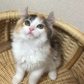 子猫の里親募集