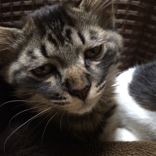 成猫オス里親募集中！