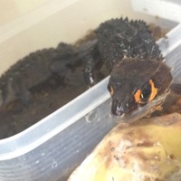 アカメカブトトカゲ