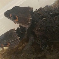アカメカブトトカゲ