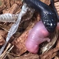 メキブラ