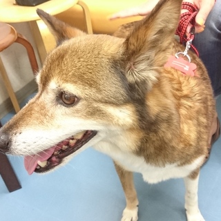 保護犬シェパード雑種おとなしく人懐っこい女の子