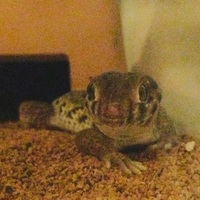 ロボスキ