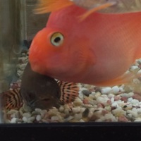 ごん君