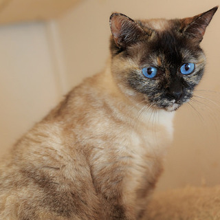 おとなしくて懐こいふぁーくちゃん