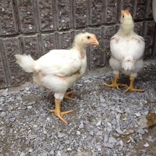 2羽ひよこの里親を募集してます