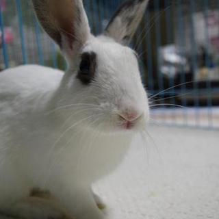 寺小屋一時預かりうさぎさん★トライくん★