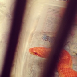 里親になりました【コーンスネーク】