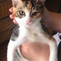 2.5か月　三毛の麗子