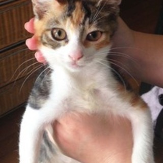 2.5か月　三毛の麗子
