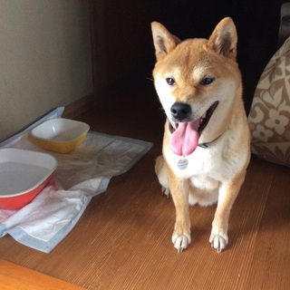 【素敵な家族が見つかりました♪】