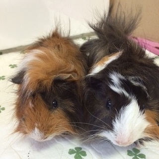 アビシニアンモルモット男の子2匹募集