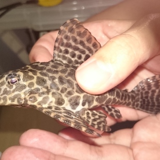 セルフィンプレコ