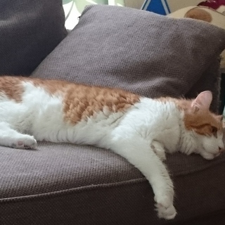 メインクーン♂3歳