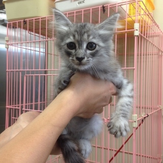 ふわふわ長毛です(*^-^*)可愛い子猫女の子です