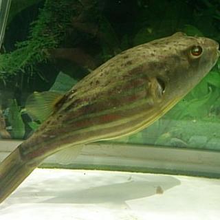 テトラオドン・リネアートゥス（ファハカ）　決定！