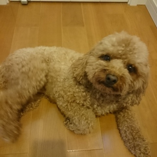 人なつこいトイプードルです。