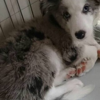 人懐っこい男の子！6ヶ月です！