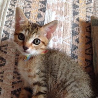 キジトラ♂子猫