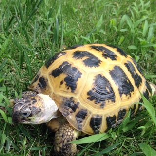 ロシアリクガメのメス