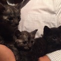 子猫ちゃん3匹保護しました(現在サバトラ2匹)