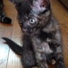 黒猫(サビ柄)♀ 子猫 サムネイル3
