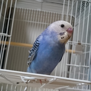 セキセイインコの里親募集