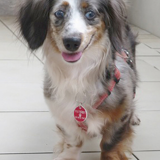 元気な甘えん坊Mダックス♀推定4歳