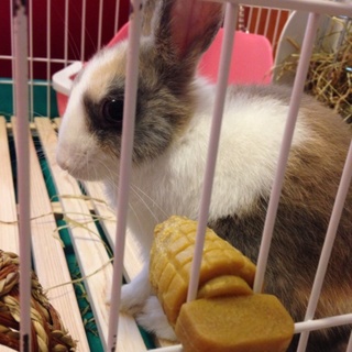 ミニウサギ☆みぃちゃん