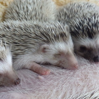 たくさんのご募集ありがとうございました！