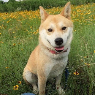 可愛くて元気な柴犬風のルク君