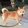 可愛くて元気な柴犬風のルク君 サムネイル4