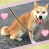 可愛くて元気な柴犬風のルク君 サムネイル6