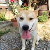 可愛くて元気な柴犬風のルク君 サムネイル7