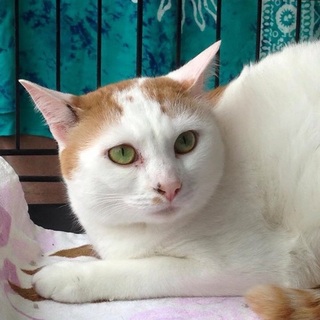 トライアル中につき募集一時停止中☆ゆめちゃん