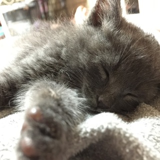 ロシアンブルーミックス