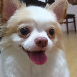 大変可愛いチワワの家族募集