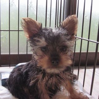 ヨーキー３ヵ月