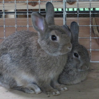 無事に里親が決まりました！ありがとうございました。