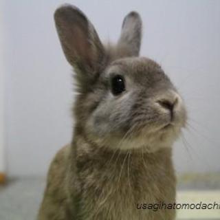　わんぱくうさぎ桜太くん　