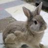 　わんぱくうさぎ桜太くん　 サムネイル4