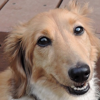 社会性トイレ性格バッチリ片耳切り取られたＭダックス