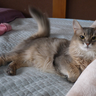 ソマリ 美ネコでとってもフレンド 