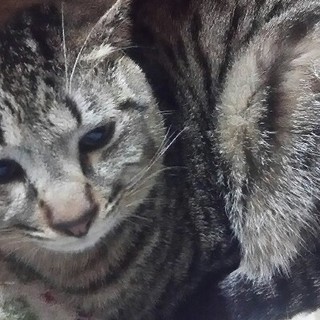 函館、成猫の里親様募集しております