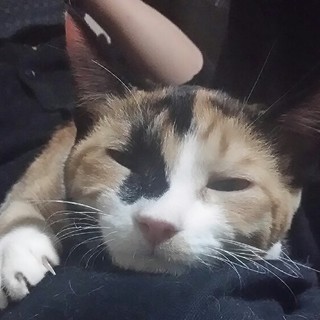 函館、成猫の里親様募集しております