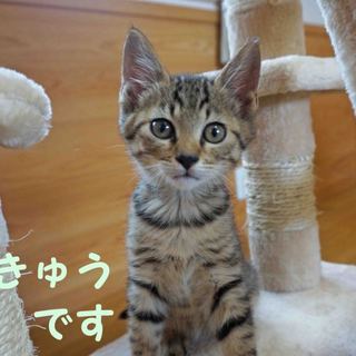 ちょっと短足キジトラ　きゅう君