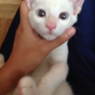 ブルーアイの綺麗な男の子