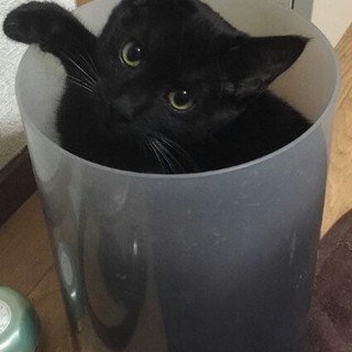 函館、成猫の里親様募集しております