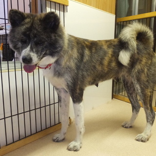 人間大好き、遊び好きな秋田女子の里親さん募集中！